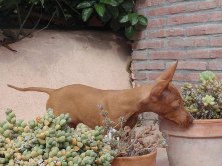 Cirneco Photo
